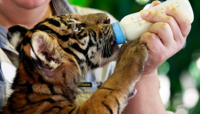 Guía Y Cuidador De Animales En Acuarios, Centros De Recuperación Y Reservas Naturales